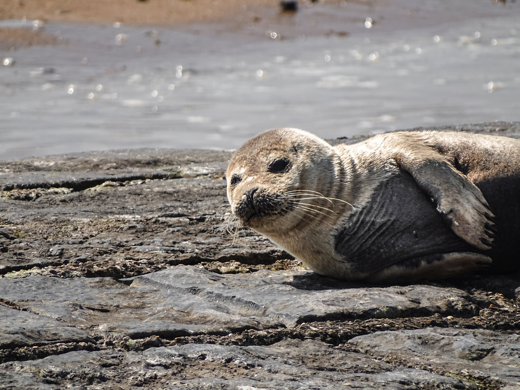 Seal at the beach in Ostend - Zeehond op het strand te Oostende - Traveltower