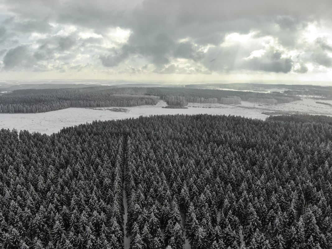 Aerial picture of pine trees covered in snow. Luchtfoto van besneeuwde dennenbomen. - traveltower