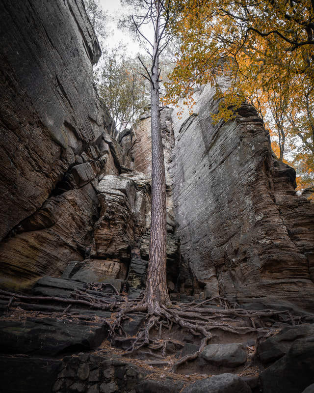 Picture of a tree growing on and between rocks at the Mullerthal trail in luxembourg