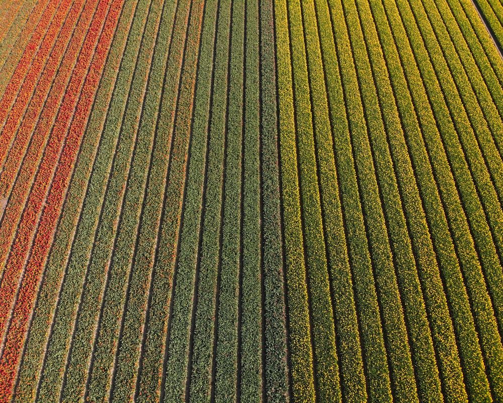 Aerial photo of tulip fields close to Lisse - Tulpenvelden bij Lisse - Traveltower