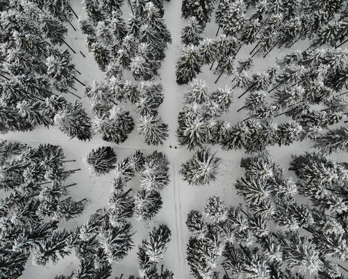 Aerial photo of pine trees in winter - traveltower